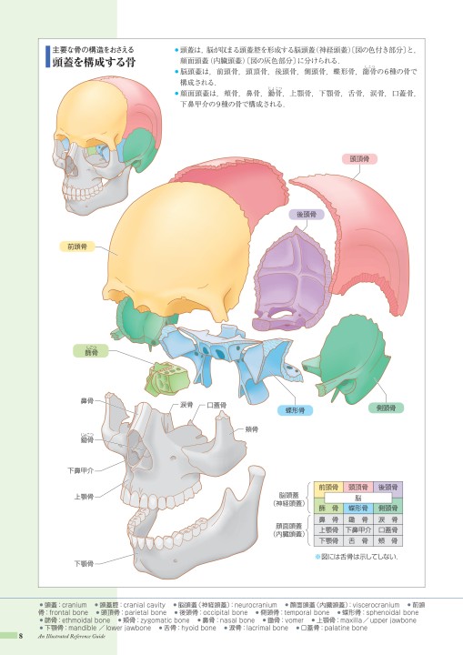 頭蓋と顔面頭蓋のマニピュレーションテクニック図説-