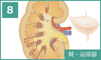 8 腎・泌尿器