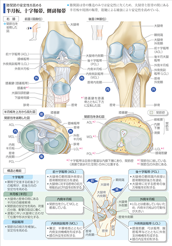 病気がみえる - チーム医療を担う医療人共通のテキスト